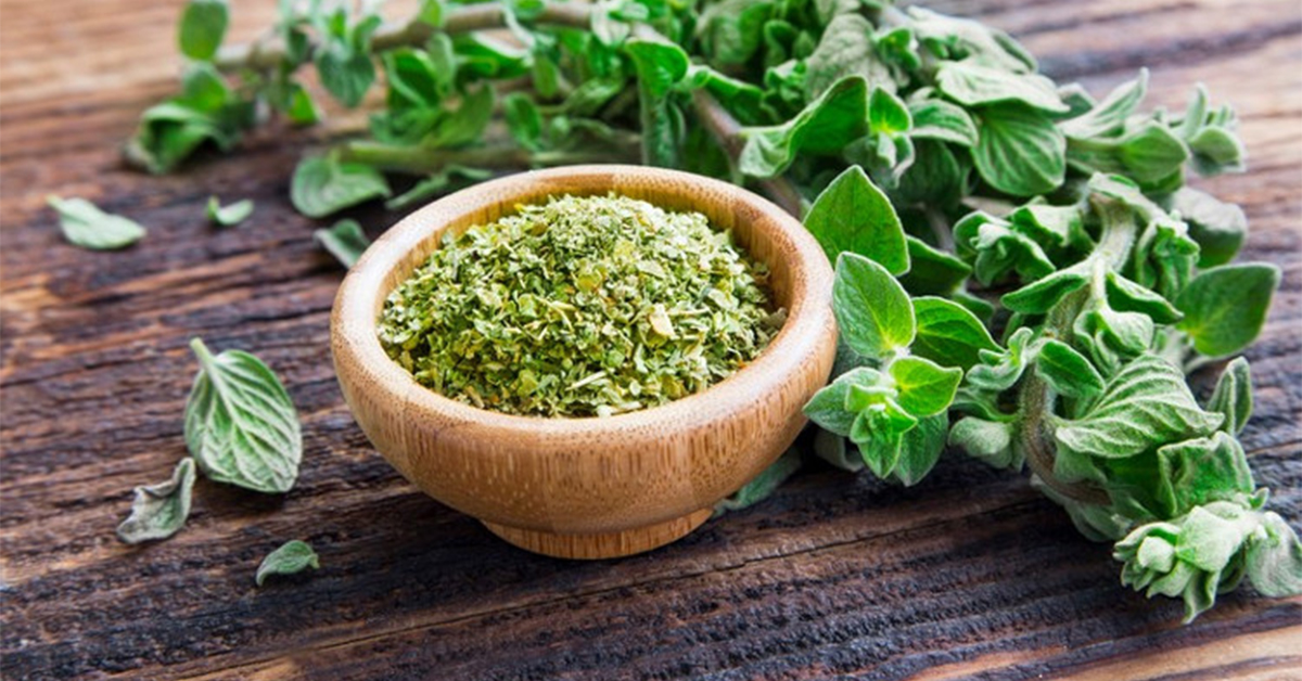 Oregano Benefits: Nature's Panacea – Herbal Therapy