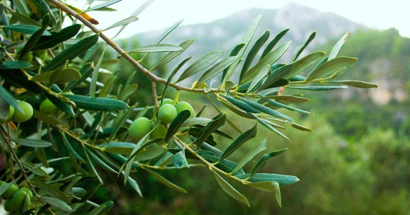 Φωτογραφία από ΦΥΛΛΑ ΕΛΙΑΣ: Η ΑΣΠΙΔΑ ΤΟΥ ΟΡΓΑΝΙΣΜΟΥ ΜΑΣ